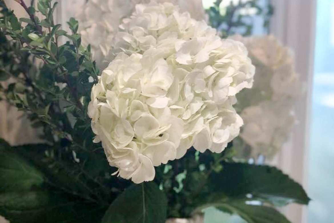 White hydrangeas from Trader Joe’s in a clear glass vase on a kitchen counter, soft morning light.