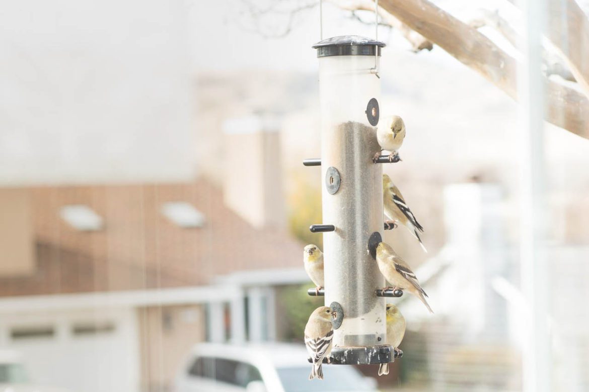 Goldfinches and pine siskins perched on a Nyjer seed bird feeder with a blurred backyard background