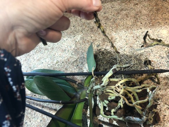 Remove dead or rotting roots