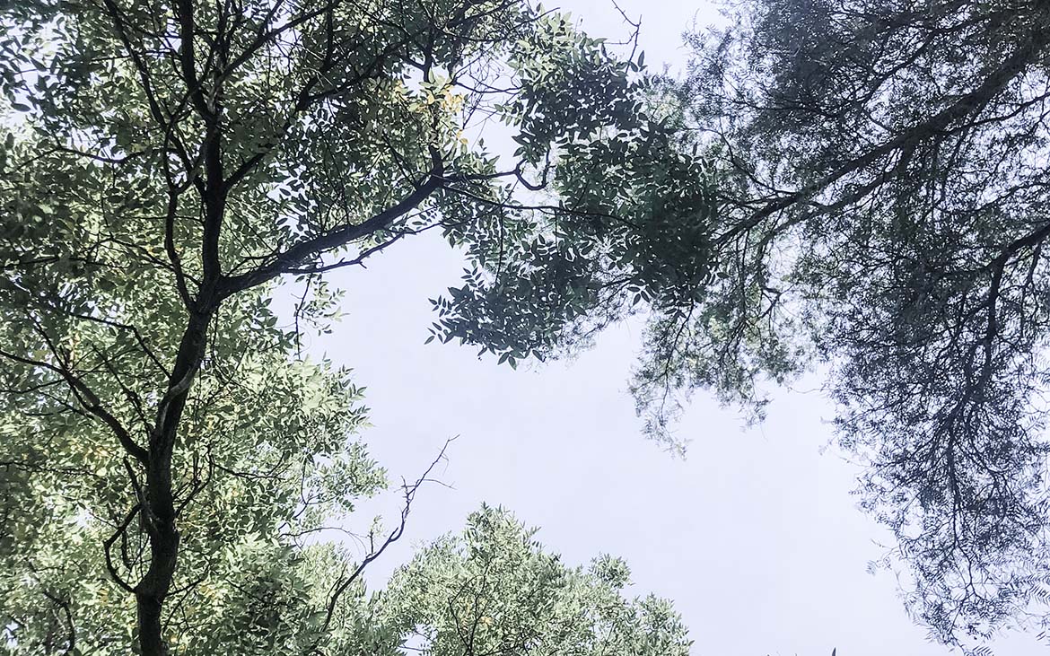 Green lush treetops against a blue summer sky as seen from lying down on the lawn and looking up.