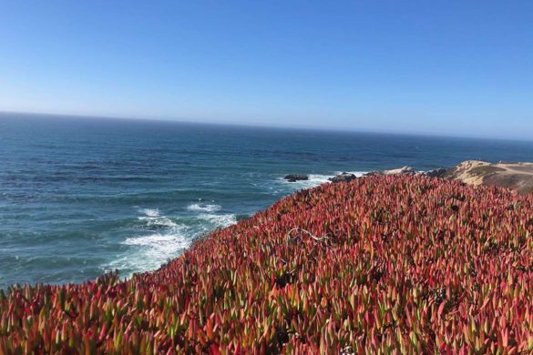 a view of Bodega Bay Head