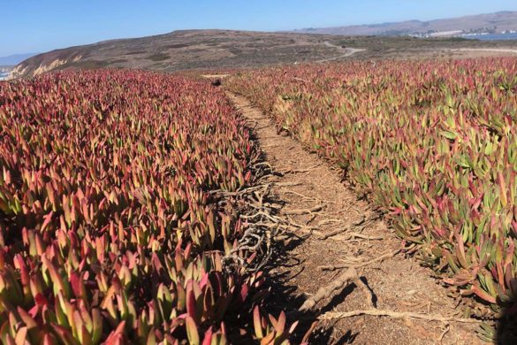 A path worn through red ice plants by people through the years