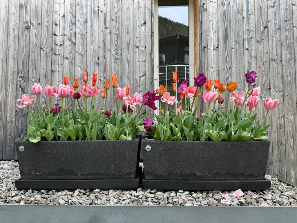 Colorful orange, pink, and red tulips in rusted pot in Switzerland