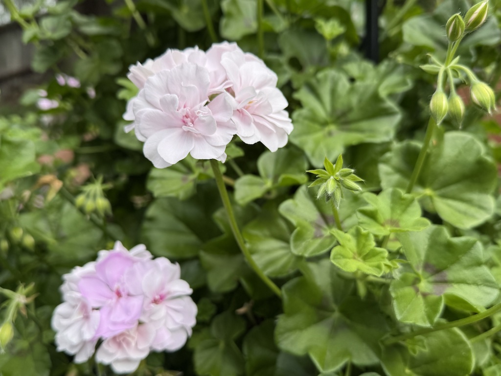 Beautiful pink ivy geraniums blooming amid green leaves signaling springtime in my backyard