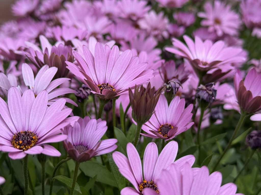 Purple daisies boom spectacularly signaling springtime in my backyard