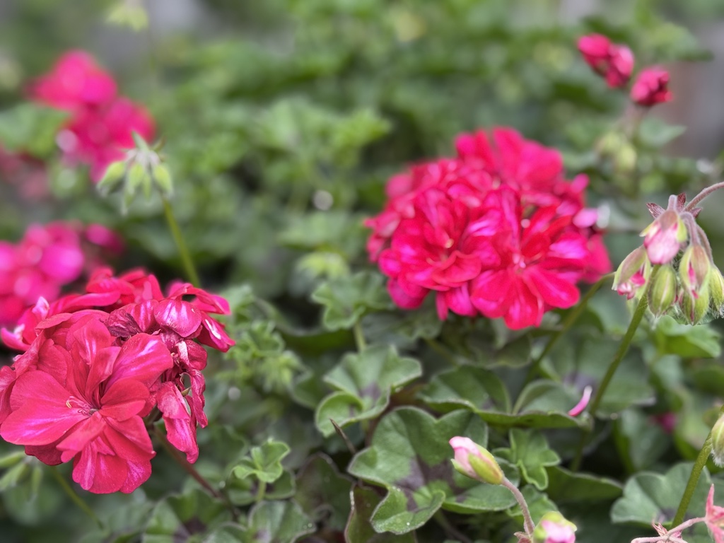 Bright fuchsia ivy geraniums bloom in my garden