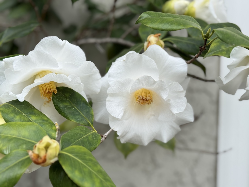 White Camellia blooming and welcoming springtime in my backyard