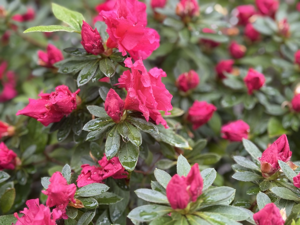 Red Perfecto Azalea Flowering Shrub blooming in my backyard, welcoming springtime