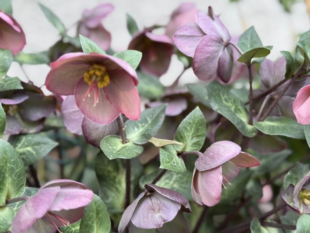 Purple hellebore bloom in numbers in my backyard to signal springtime!