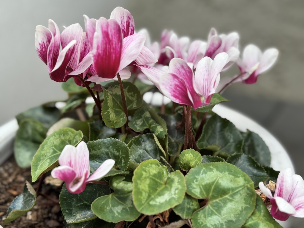Cyclamen bloom so lovely pink and fuchsia in my backyard to signal springtime!