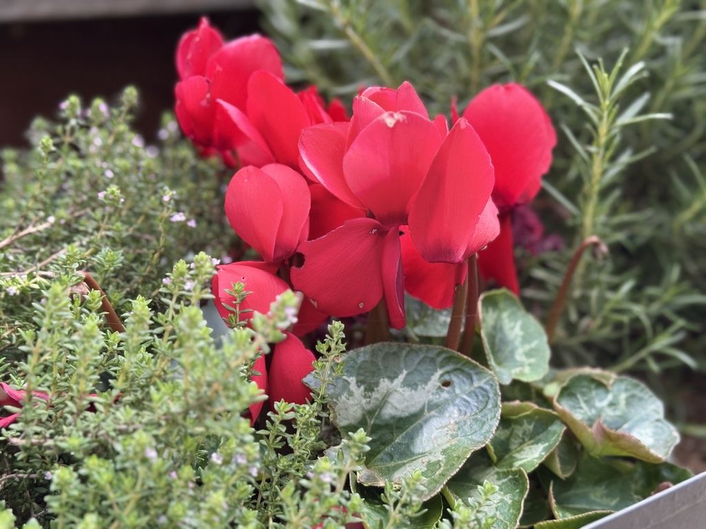 Cyclamen bloom so lovely pink and fuchsia in my backyard to signal springtime!