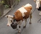 A cow in Switzerland walks with an enormous bell on his neck.