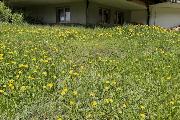 Meadow thick with yellow dandelions below a wooden house in Mürren