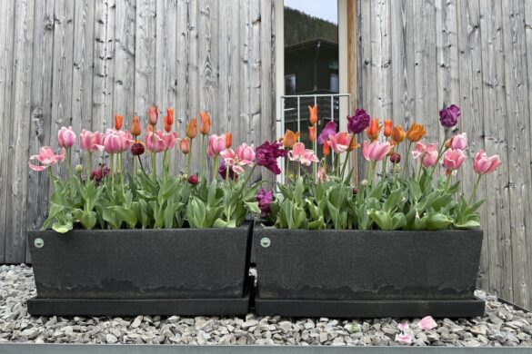 Pink, purple, and orange tulips in two black planters in front of a wooden wall with a window above