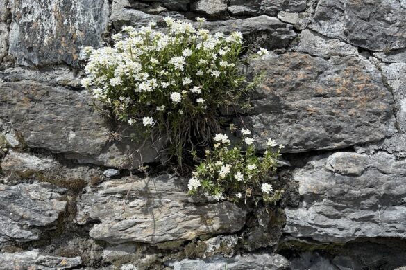 Cluster of white flowers sprouting from cracks in a gray stone wall