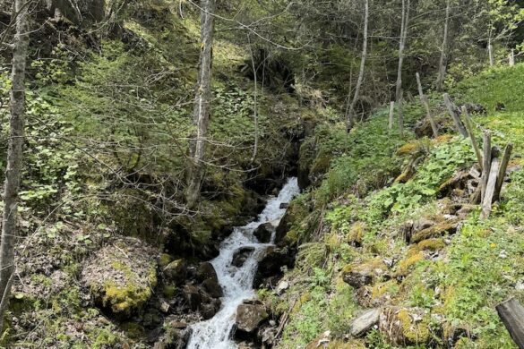 Narrow alpine stream cascading over mossy rocks through a green forest slope near Gimmelwald