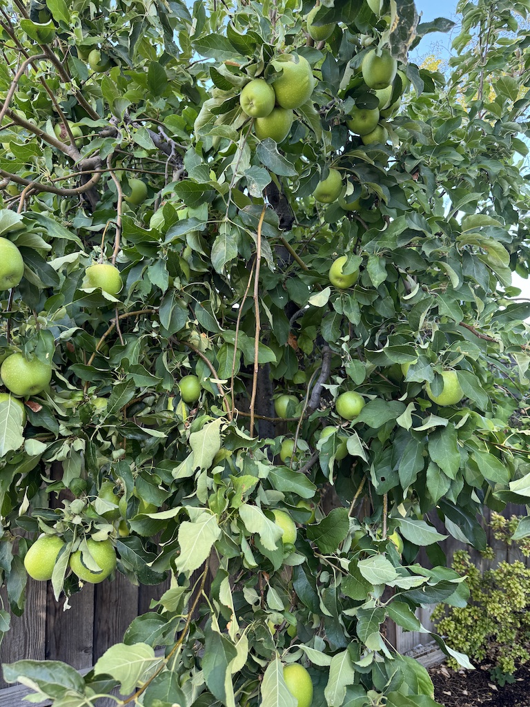 Apple tree branches filled with ripening green apples in late season sunlight