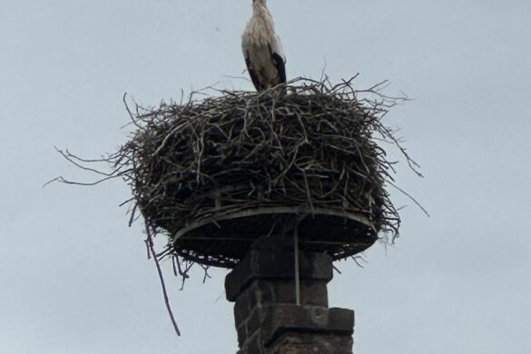 Close-up of a white stork standing in a large nest on top of a stone chimney in Turckheim, France.