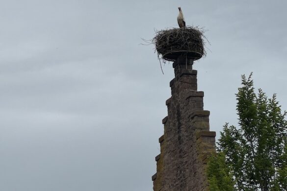 White stork standing in a large nest atop a tall stone chimney against a gray sky in Turckheim, France.