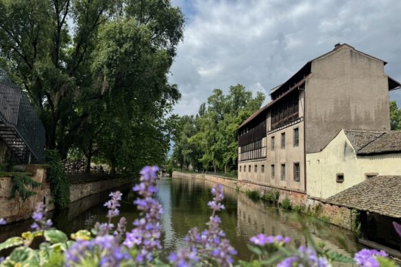 Canal-side view with spring flowers and buildings near the water in Strasbourg
