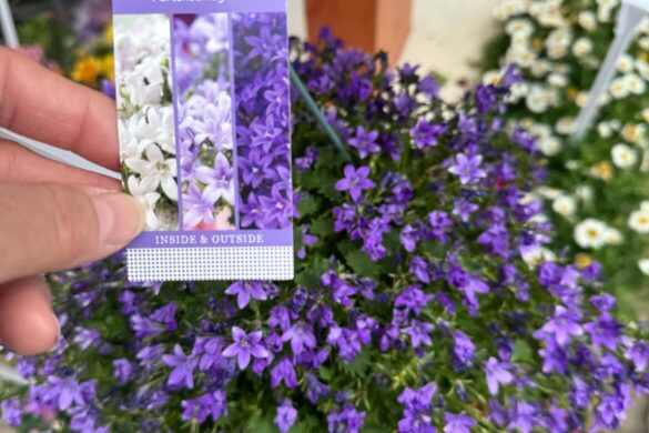 hand holding plant tag in front of purple campanula flowers in a garden center display