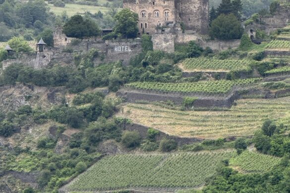 Restored medieval castle above terraced vineyards in the Rhine Valley
