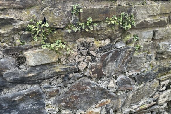 layered slate stone wall with small green plants growing between cracks
