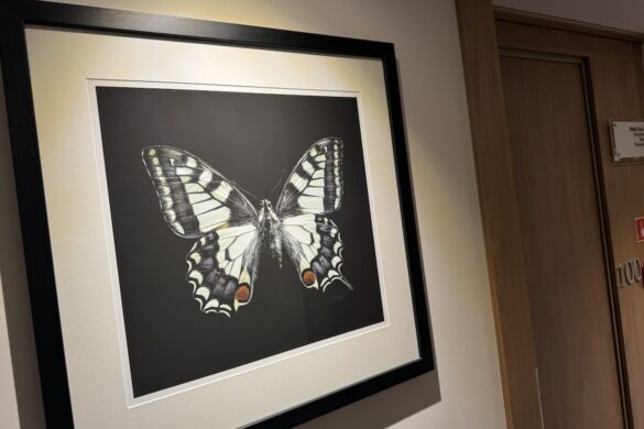 framed butterfly artwork mounted on wall in river cruise ship hallway