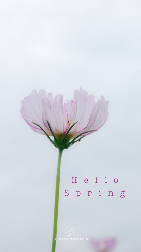 Single pale pink spring flower on a soft light background with the words Hello Spring