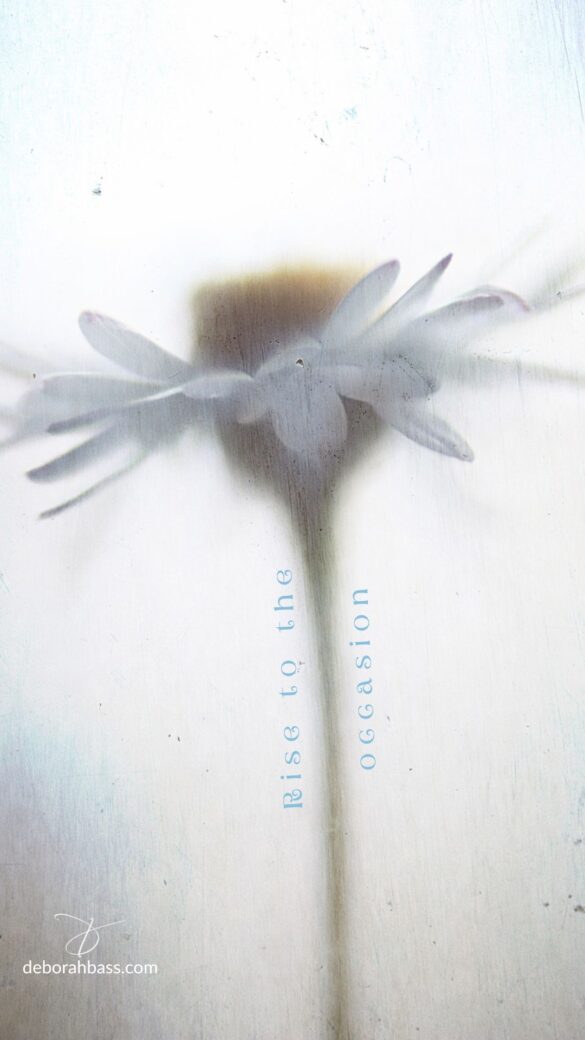 soft white flower photographed from below against a pale sky, minimal and slightly blurred