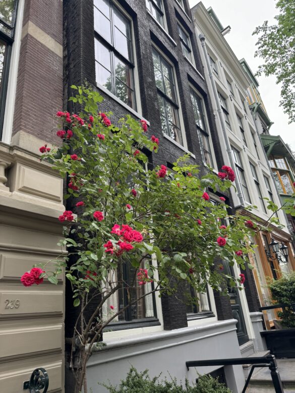 Rose bush blooming in front of narrow canal houses in Amsterdam
