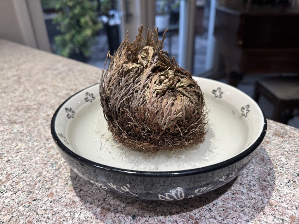 Dormant Rose of Jericho Before Rehydration Dormant Rose of Jericho before rehydration
